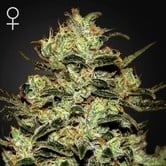 Moby Dick (Greenhouse Seeds) feminized