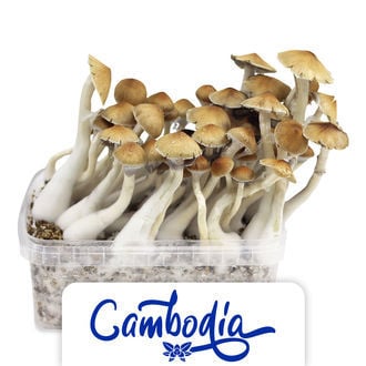 Zamnesia Grow Kit 'Cambodia'