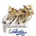 Zamnesia Grow Kit 'Cambodia'