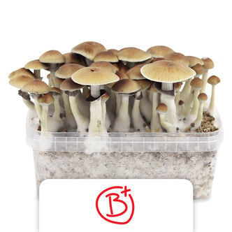 Zamnesia Grow Kit 'B+'