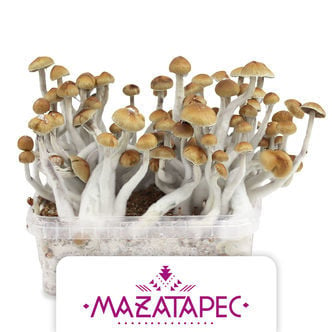 Zamnesia Grow Kit 'Mazatapec'