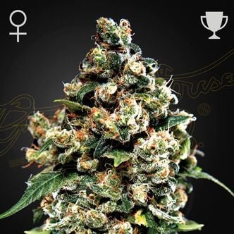 Jack Herer (Greenhouse Seeds) feminized