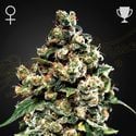 Jack Herer (Greenhouse Seeds) feminized