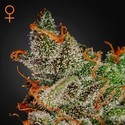 King's Kush (Greenhouse Seeds) feminized