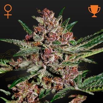 Bubba Kush (Greenhouse Seeds) feminized