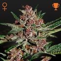 Bubba Kush (Greenhouse Seeds) feminized