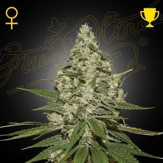 Super Lemon Haze (Greenhouse Seeds) feminized