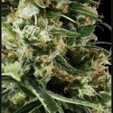 Arjan's Haze 2 (Greenhouse Seeds) feminized
