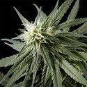 Arjan's Haze 2 (Greenhouse Seeds) feminized