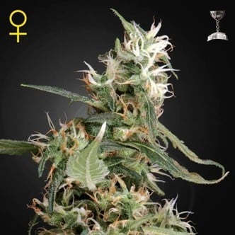 Arjan's Ultra Haze 1 (Greenhouse Seeds) feminized