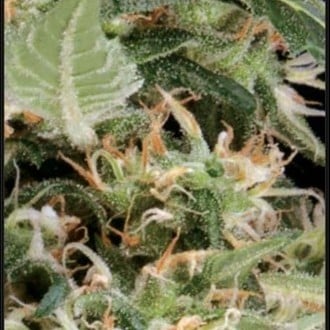 Arjan's Ultra Haze 1 (Greenhouse Seeds) feminized