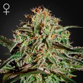A.M.S. (Greenhouse Seeds) feminized