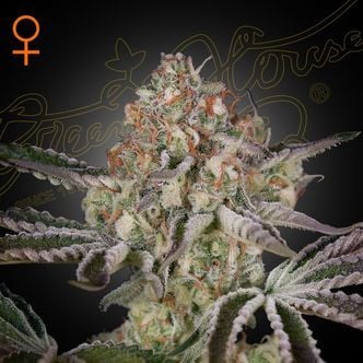Great White Shark (Greenhouse Seeds) feminized