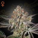 Great White Shark (Greenhouse Seeds) feminized