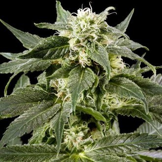Himalaya Gold (Greenhouse Seeds) feminized