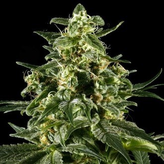 Himalaya Gold (Greenhouse Seeds) feminized