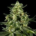 Himalaya Gold (Greenhouse Seeds) feminized