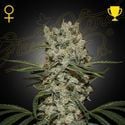 Super Silver Haze (Greenhouse Seeds) feminized