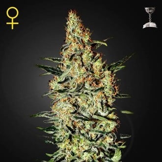 Neville's Haze (Greenhouse Seeds) feminized