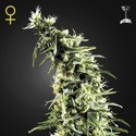 Hawaiian Snow (Greenhouse Seeds) feminized