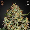 Big Bang (Greenhouse Seeds) feminized