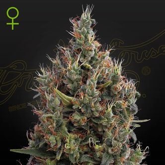 Big Bang Autoflowering (Greenhouse Seeds) feminized