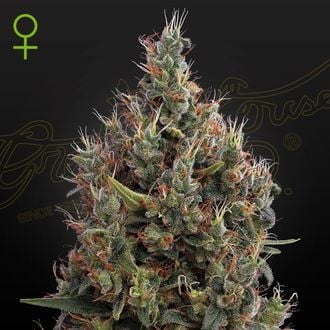 Big Bang Autoflowering (Greenhouse Seeds) feminized