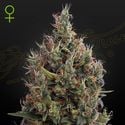 Big Bang Autoflowering (Greenhouse Seeds) feminized