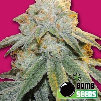 Bubble Bomb (Bomb Seeds) feminized
