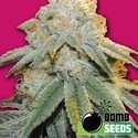 Bubble Bomb (Bomb Seeds) feminized