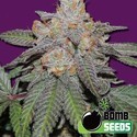 Cherry Bomb Auto (Bomb Seeds) feminized