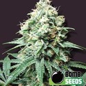 Kush Bomb (Bomb Seeds) feminized