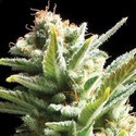 Amnesia (Vision Seeds) feminized