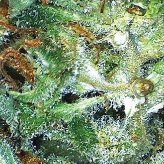 Big Bud (Vision Seeds) feminized