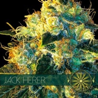 Jack Herer (Vision Seeds) feminized