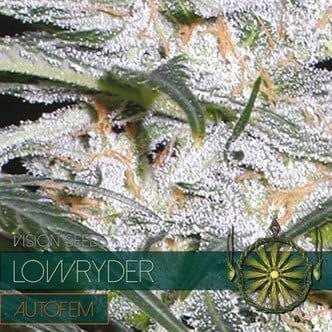 Lowryder (Vision Seeds) feminized