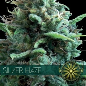 Silver Haze (Vision Seeds) feminized