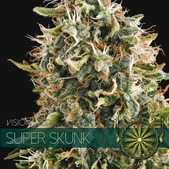 Super Skunk (Vision Seeds) feminized