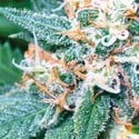 Super Skunk (Vision Seeds) feminized