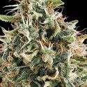 White Widow (Vision Seeds) feminized