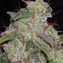 Northern Lights Autoflowering (Vision Seeds) feminized