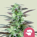 Skunk XL (Royal Queen Seeds) feminized