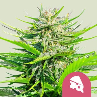 Royal Cheese - Fast Flowering (Royal Queen Seeds) feminized