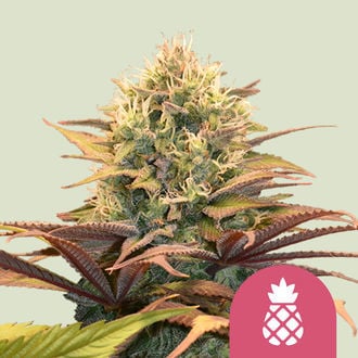 Pineapple Kush (Royal Queen Seeds) feminized