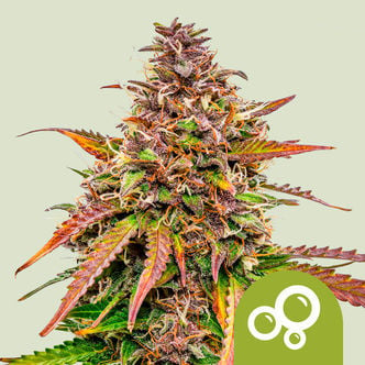 Bubble Kush Automatic (Royal Queen Seeds) feminized