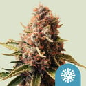 Euphoria (Royal Queen Seeds) feminized