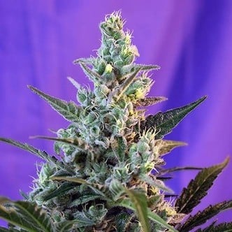 Sweet Skunk Auto (Sweet Seeds) feminized