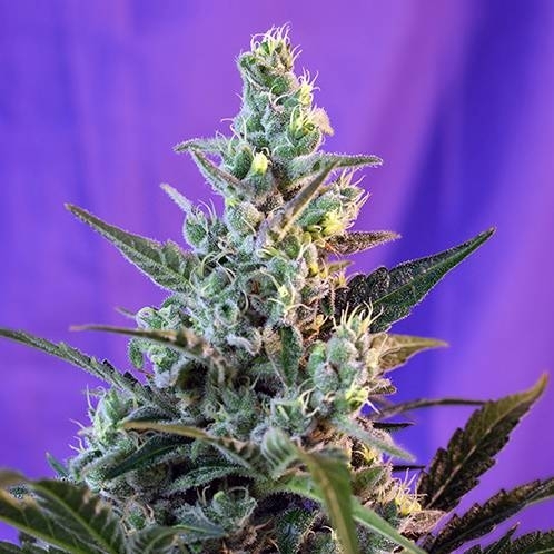 リニューアル濃度up⭐︎CRDP 1ml Sweet  Skunk Sweet Skunk Auto (Sweet Seeds) feminized