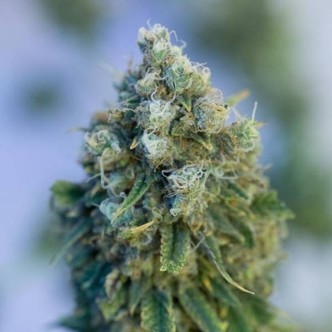 Critical Mass CBD (Dinafem) feminized