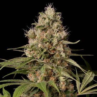 Shark Shock CBD (Dinafem) feminized